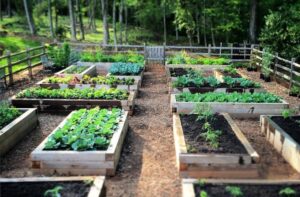 raised bed for vegetables